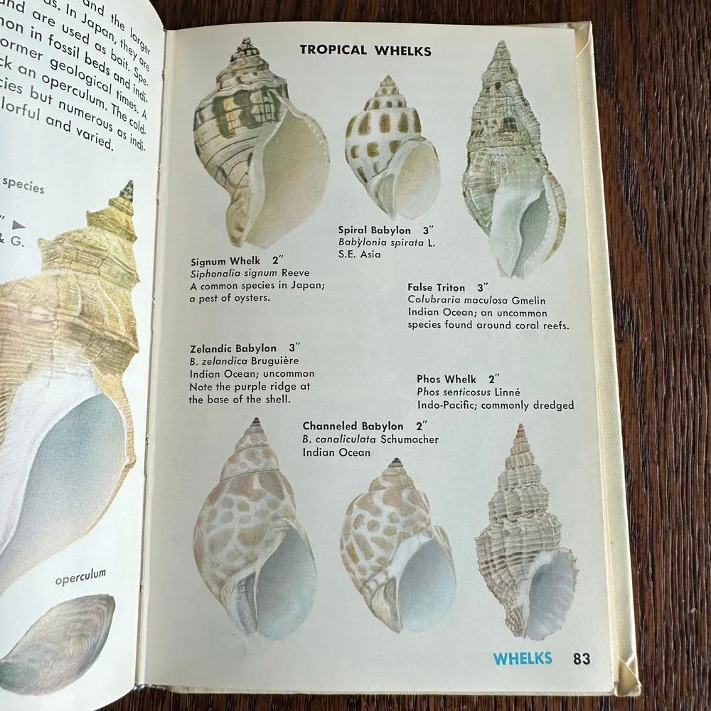Sea Shells of the World Golden Nature Guide R Tucker Abbott Vintage Book 1962